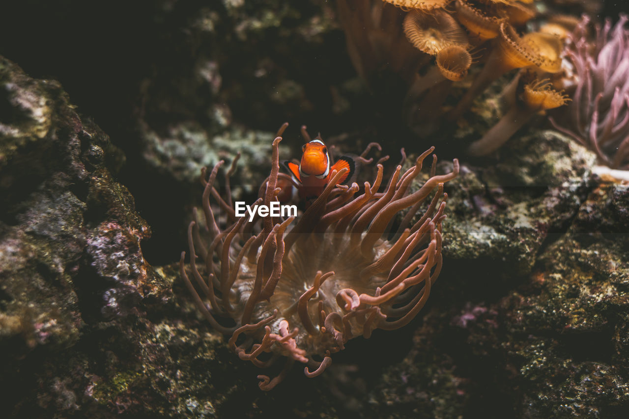 High angle view of clown fish by coral swimming in sea