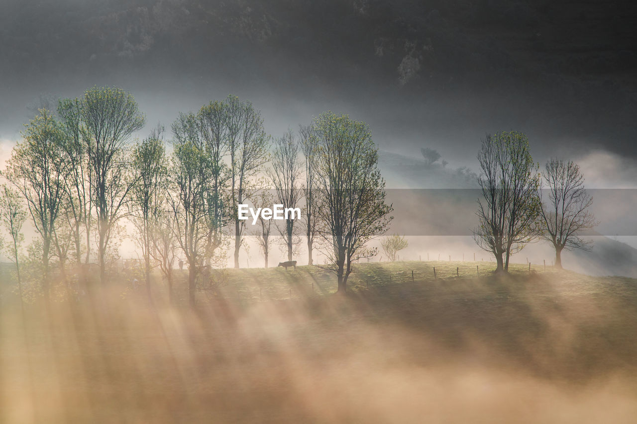 Trees on field against sky during dawn