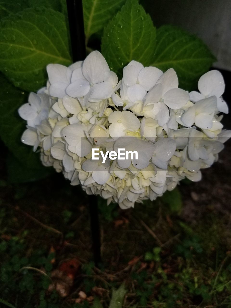 CLOSE-UP OF WHITE HYDRANGEA IN PLANT