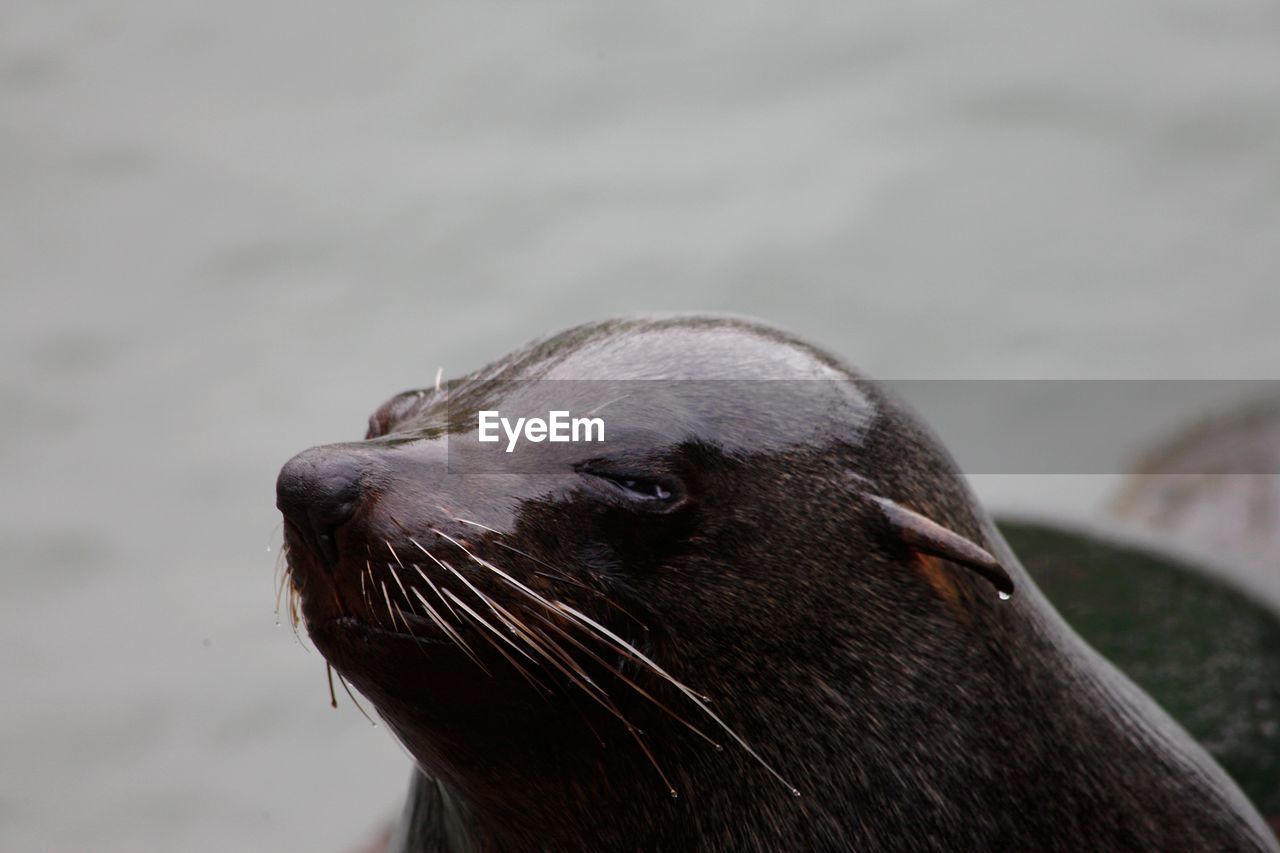 Close-up of sea lion