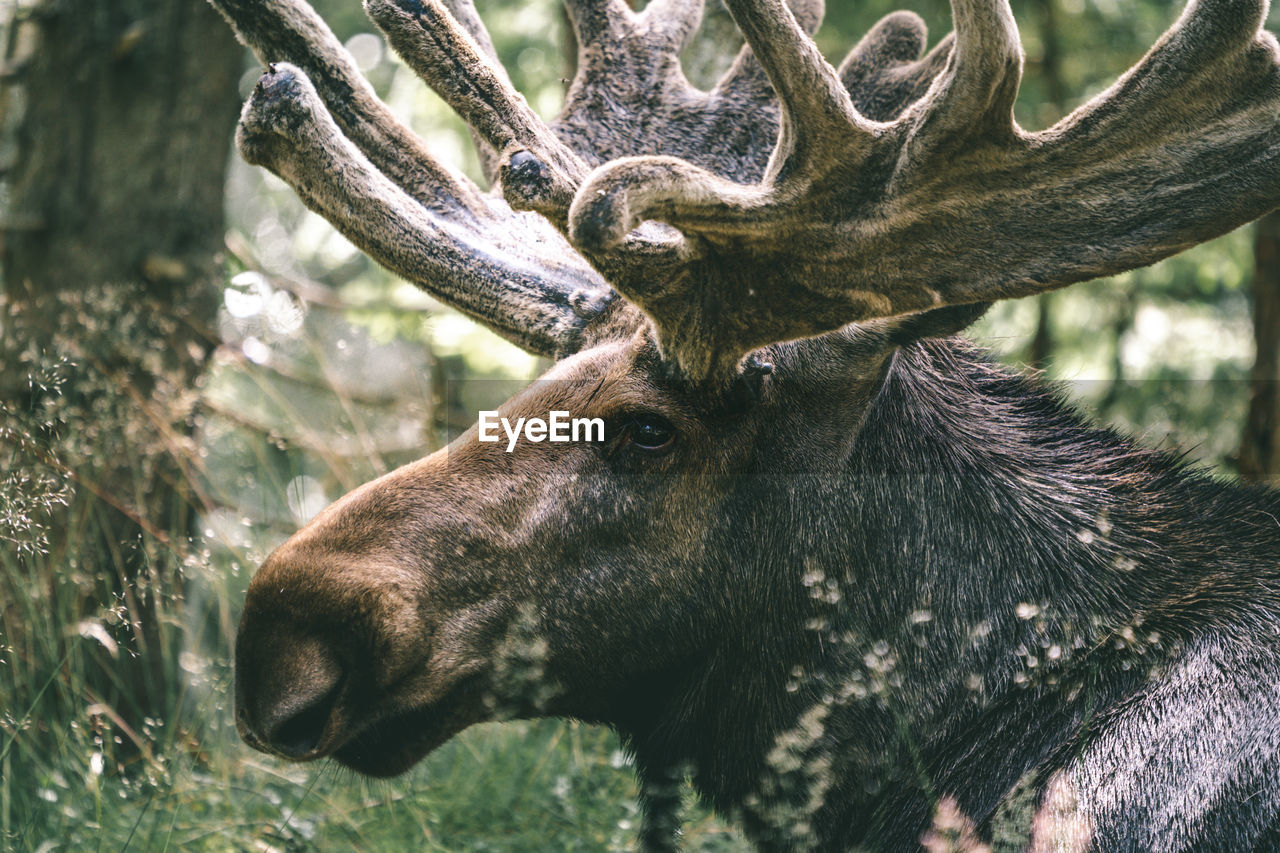 CLOSE-UP OF DEER IN THE FIELD