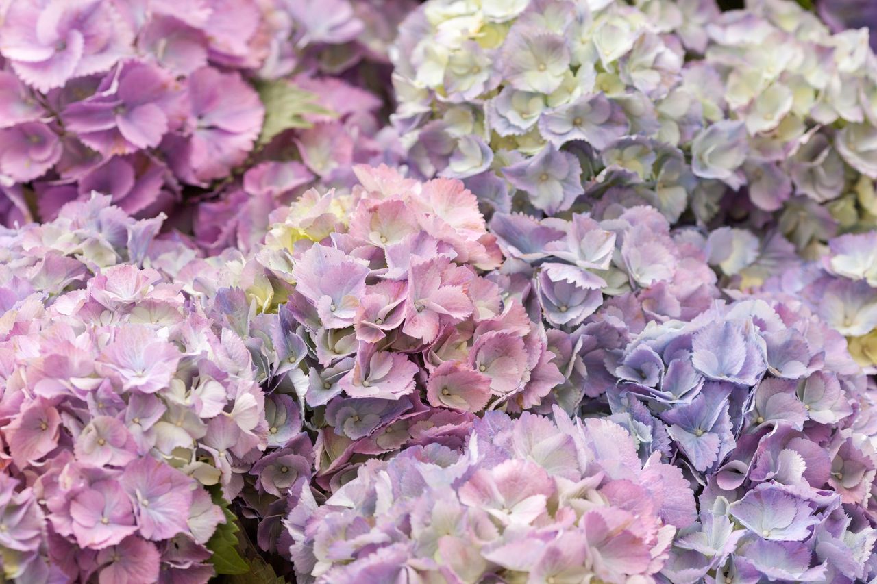 Full frame shot of hydrangea flowers blooming in garden