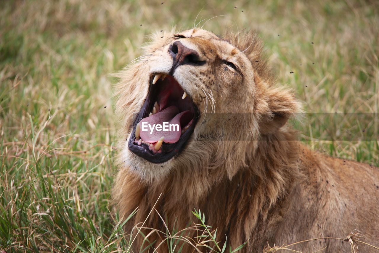 Close-up of lion yawning on grass