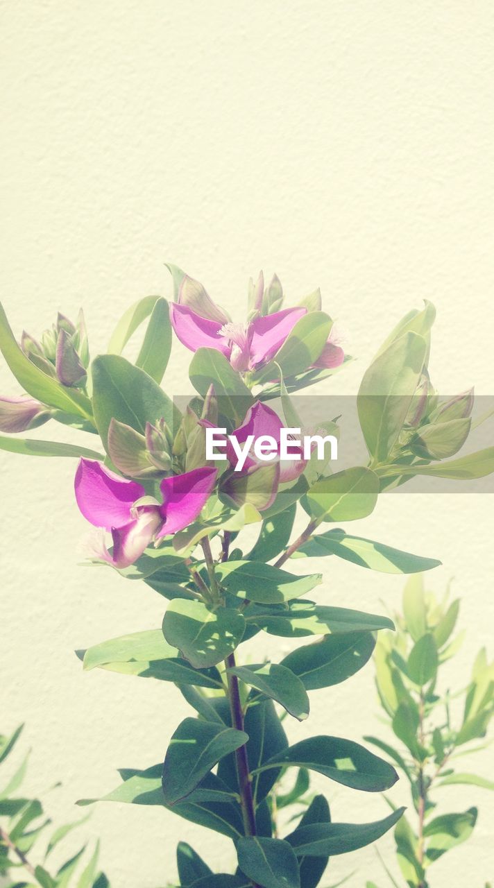 CLOSE-UP OF PINK FLOWERS BLOOMING OUTDOORS