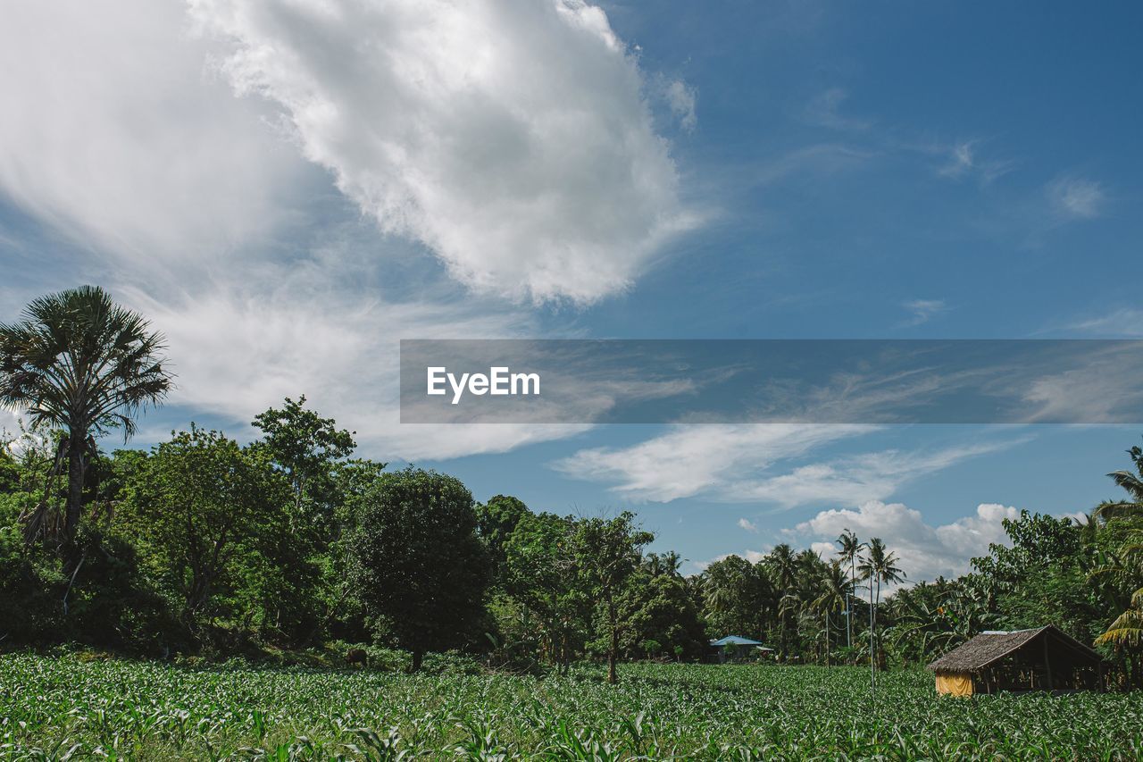 SCENIC VIEW OF TREES ON FIELD AGAINST SKY