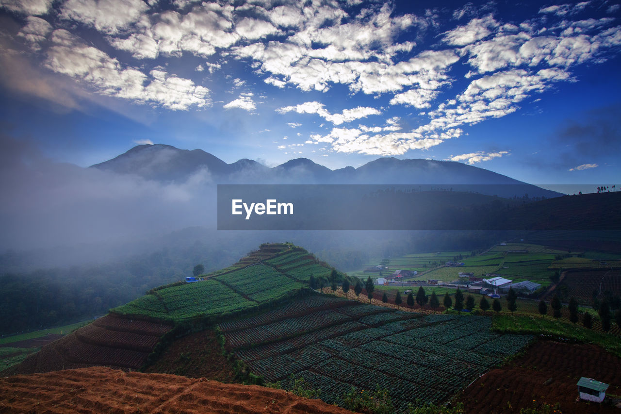 Scenic view of agricultural field against sky