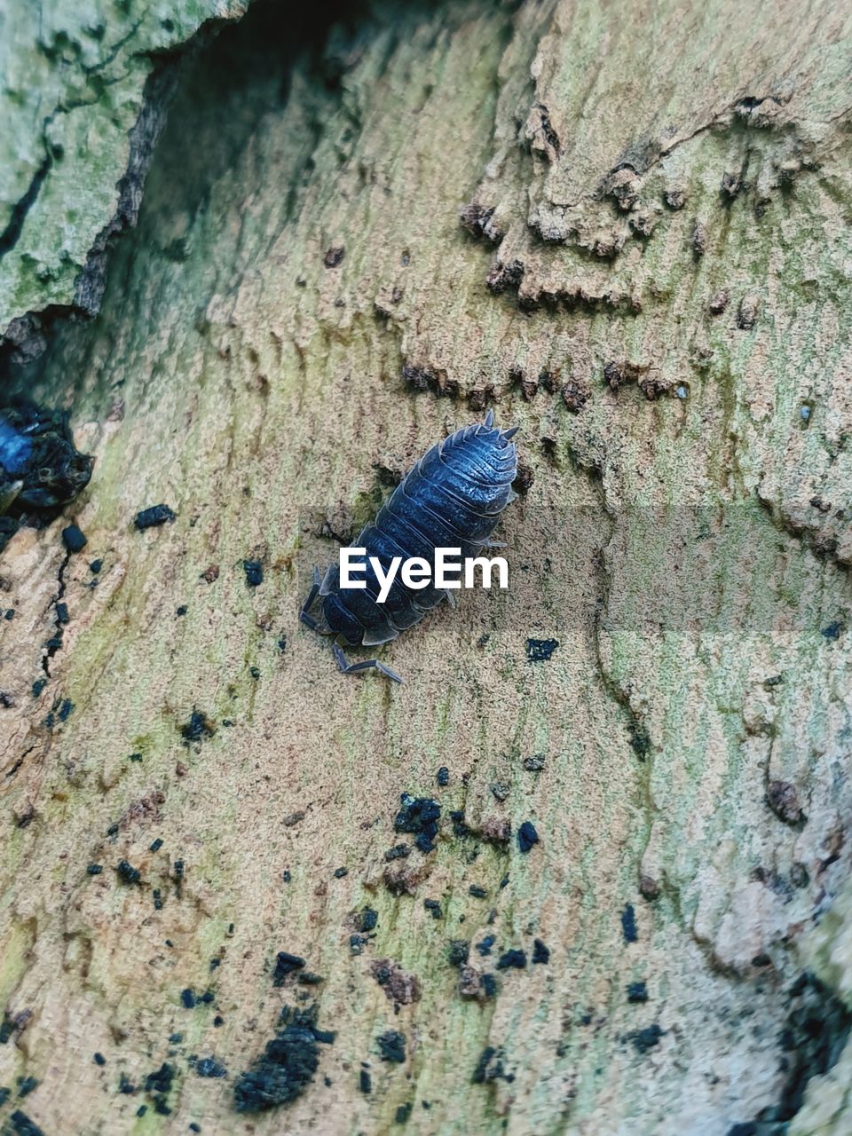 CLOSE-UP OF INSECT ON TREE