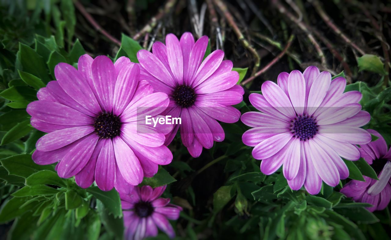 CLOSE-UP OF FRESH PINK FLOWERS BLOOMING