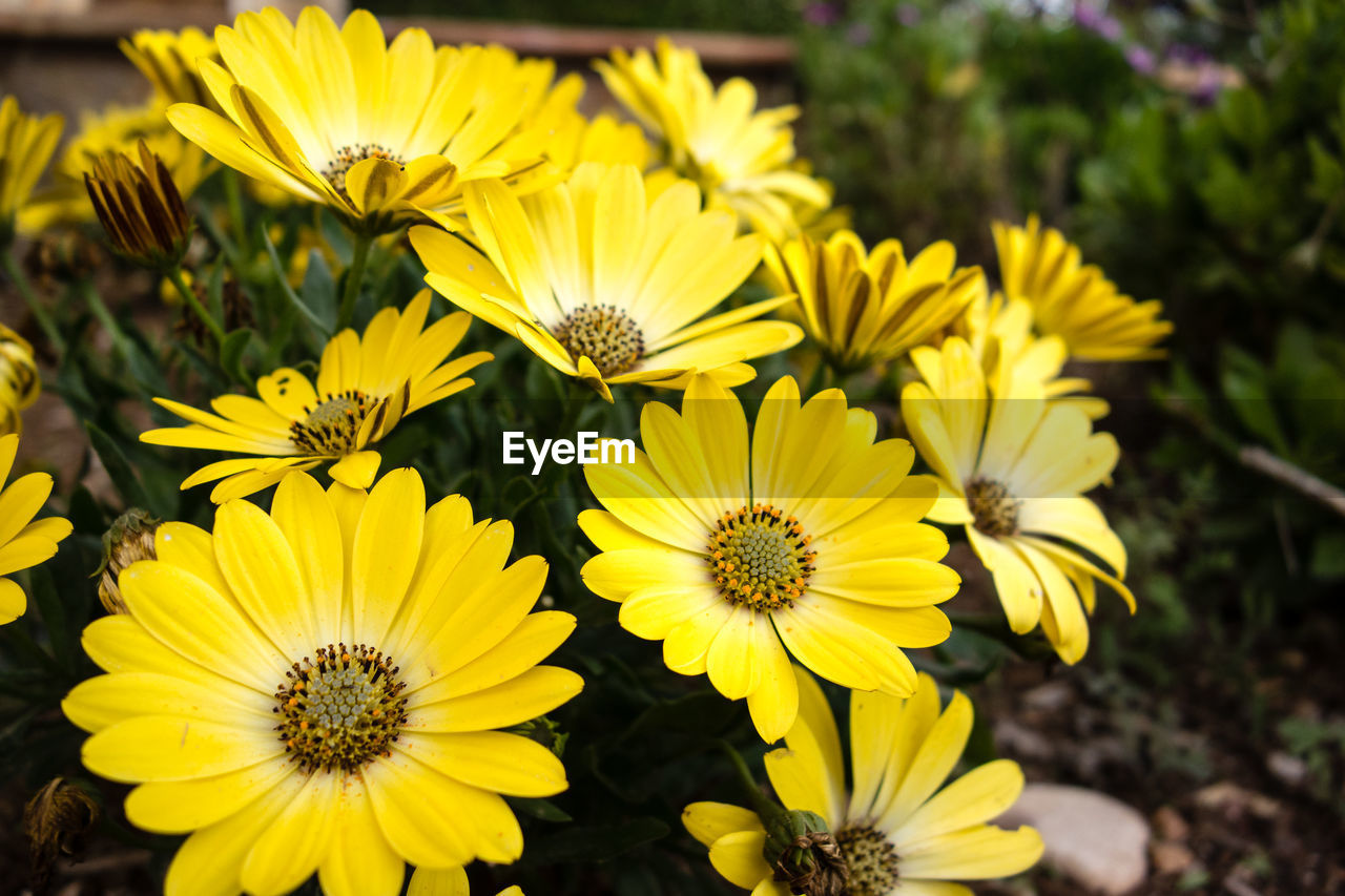 CLOSE-UP OF YELLOW FLOWERING PLANTS ON LAND