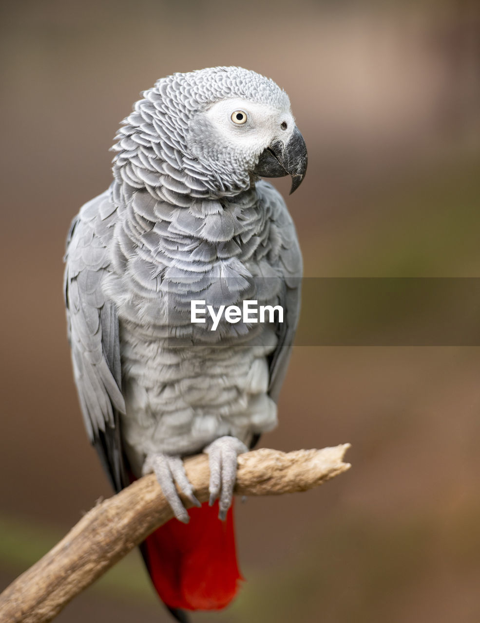 CLOSE-UP OF BIRD PERCHING ON WOOD