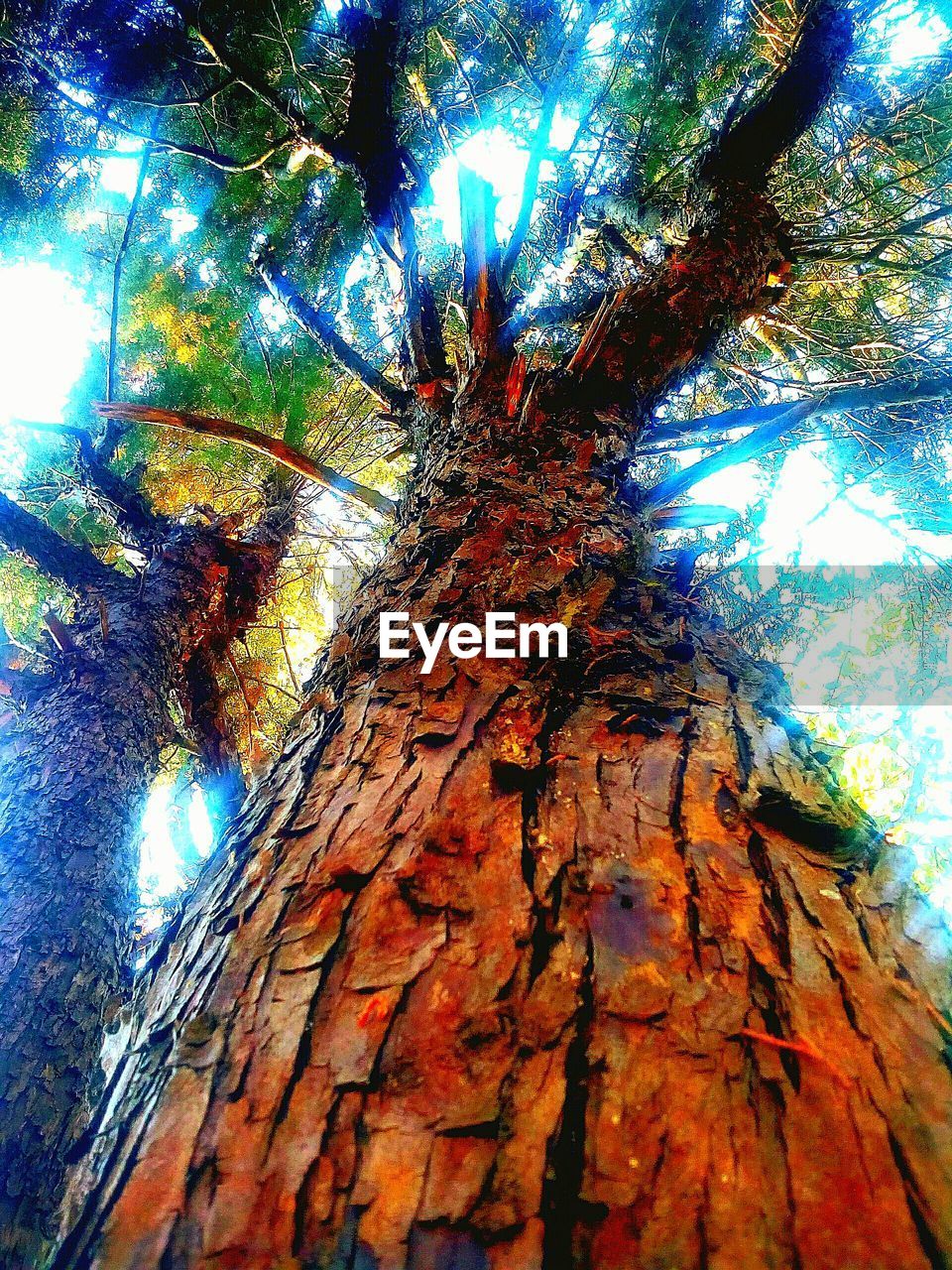 LOW ANGLE VIEW OF TREE TRUNK