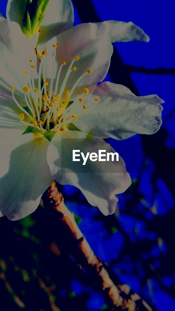 CLOSE-UP OF WHITE FLOWER BLOOMING IN TREE