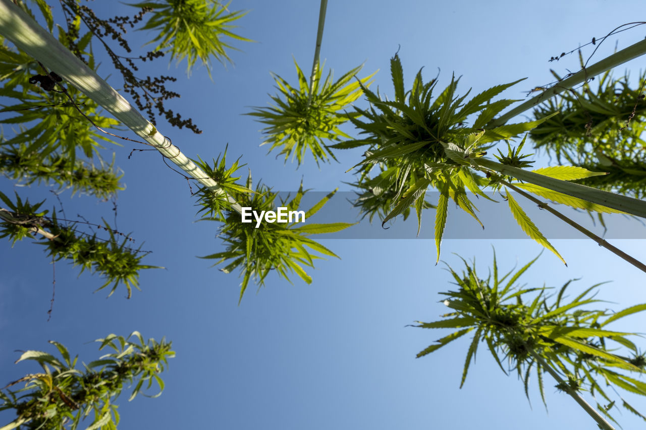 Low angle view of leaves against blue sky