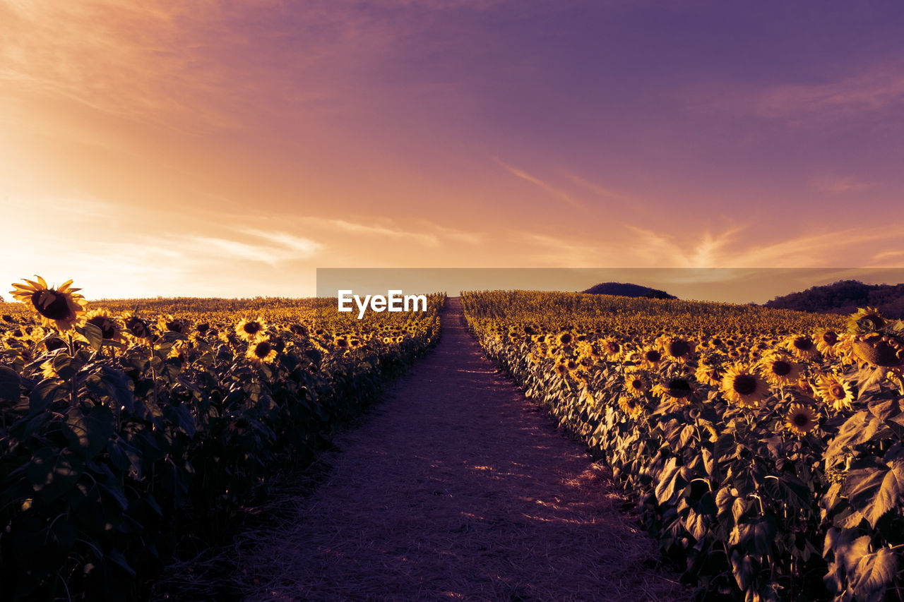 ROAD AMIDST FIELD AGAINST SKY