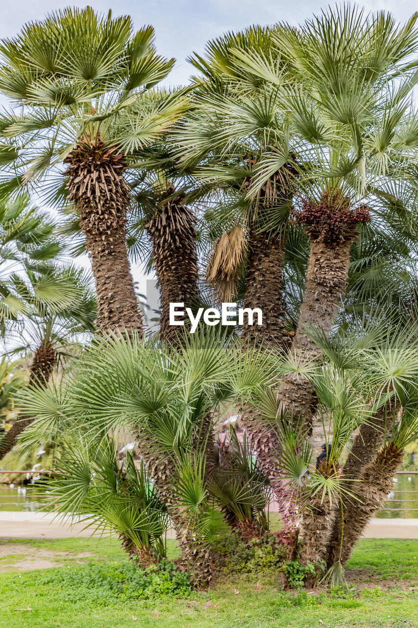 Palm tree known as palmito or dwarf palmera with thick trunk and irregular shape against the sky