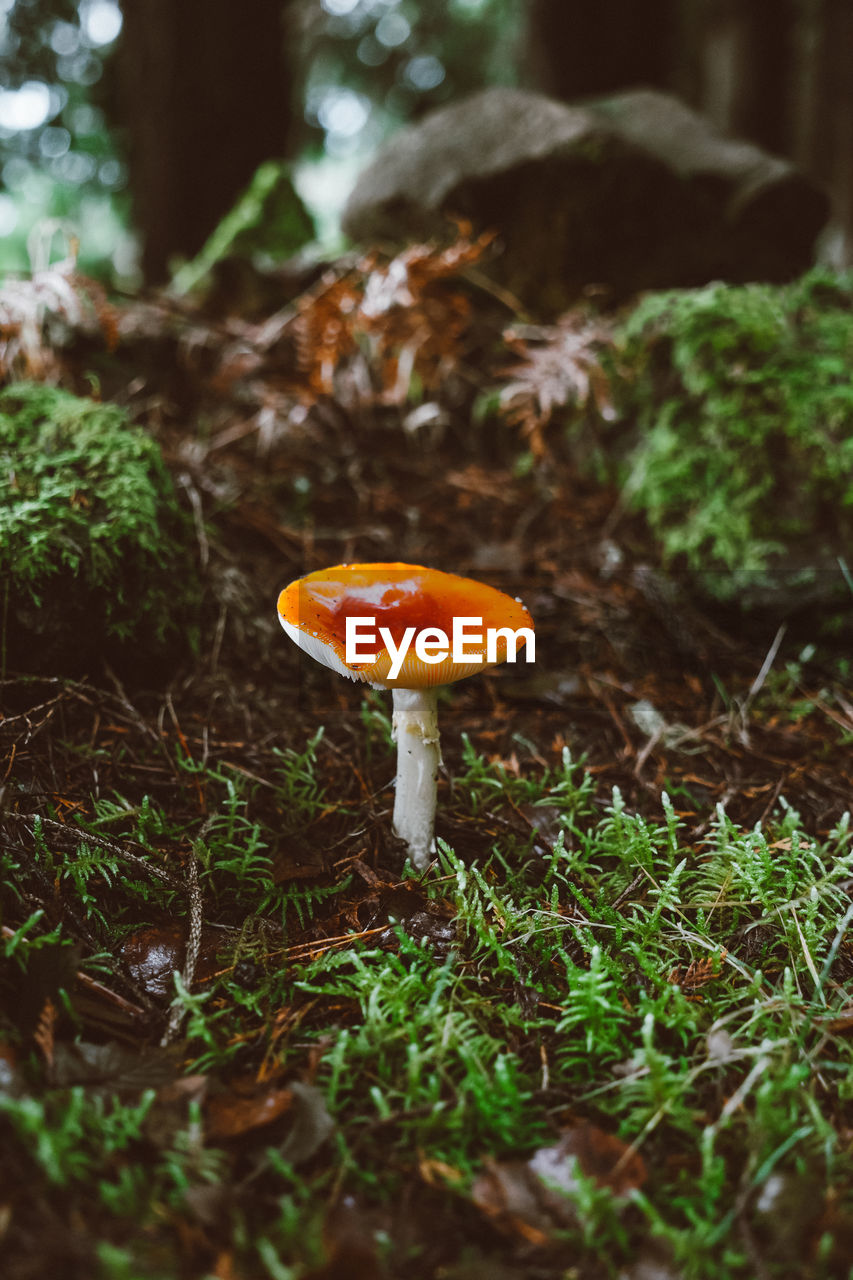 Close-up of mushroom growing on field