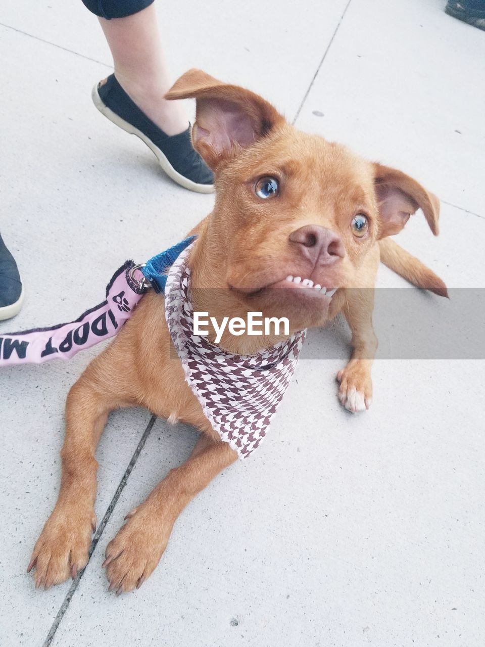 HIGH ANGLE VIEW OF DOG WITH HAND HOLDING