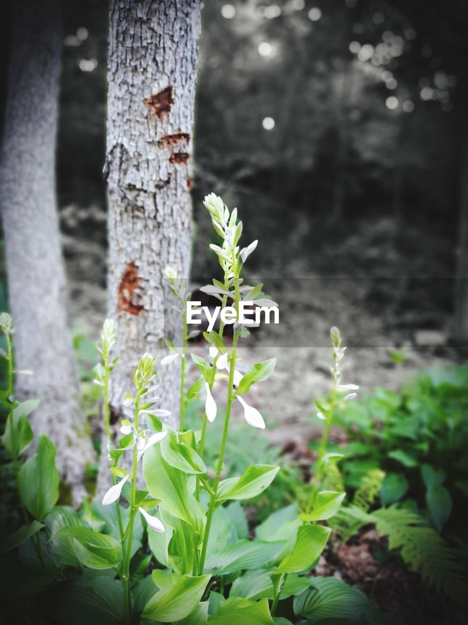 CLOSE-UP OF FRESH GREEN PLANT BY TREE TRUNK