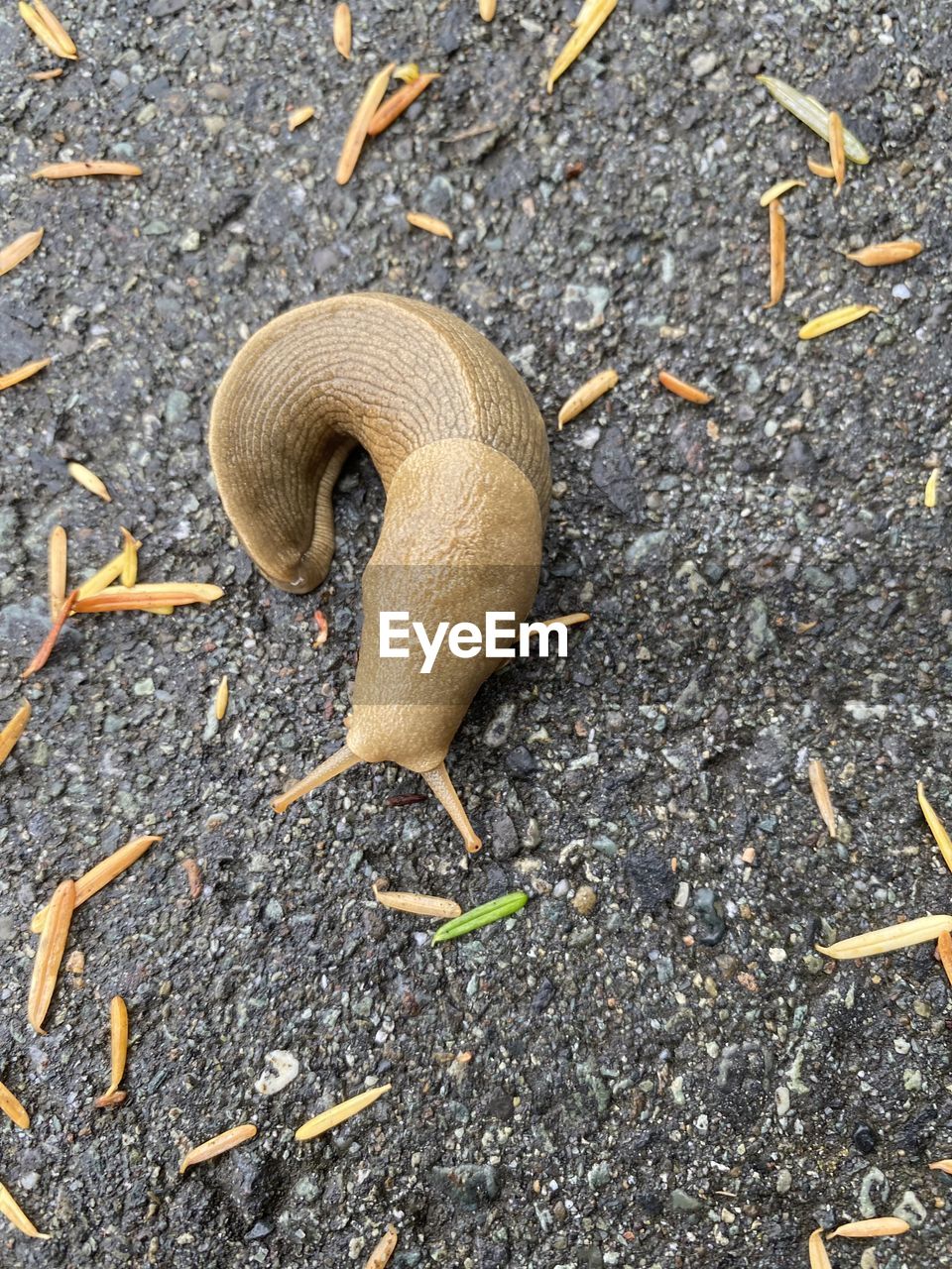 high angle view, no people, animal, day, leaf, nature, animal themes, wildlife, soil, land, animal wildlife, one animal, snail, road, gastropod, outdoors, asphalt, slug, snails and slugs, close-up, street, plant part, directly above