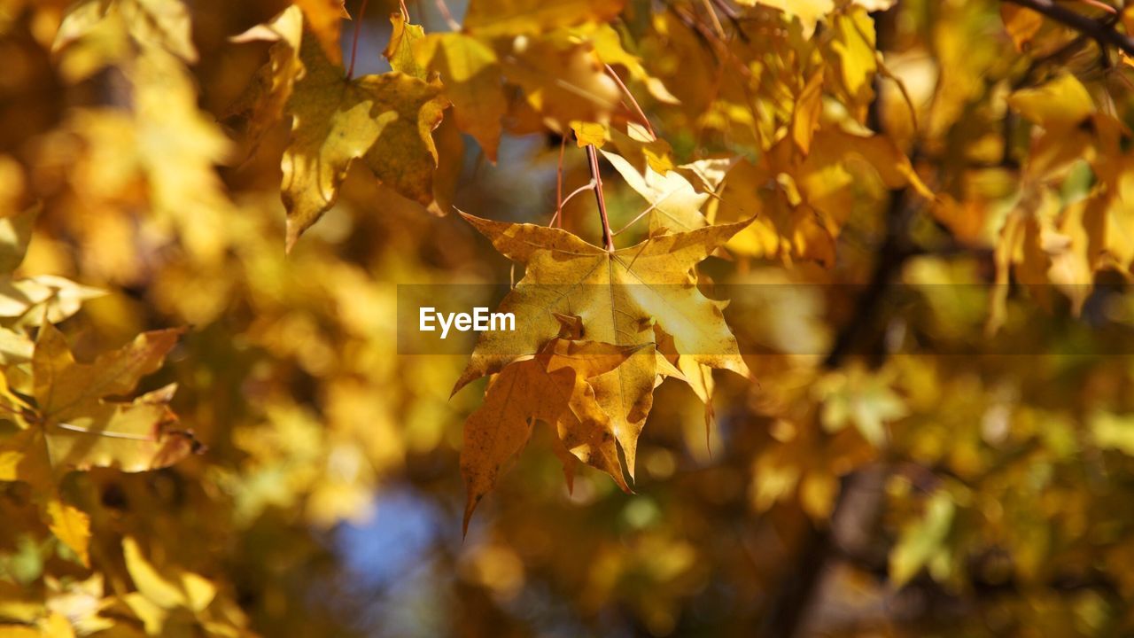 Close-up of yellow maple leaves