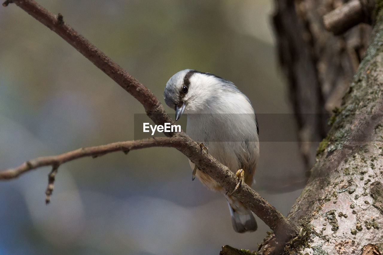 CLOSE-UP OF A BIRD PERCHING ON TREE