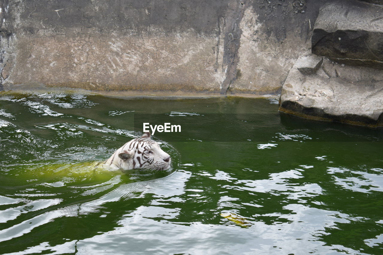 SWIMMING IN WATER