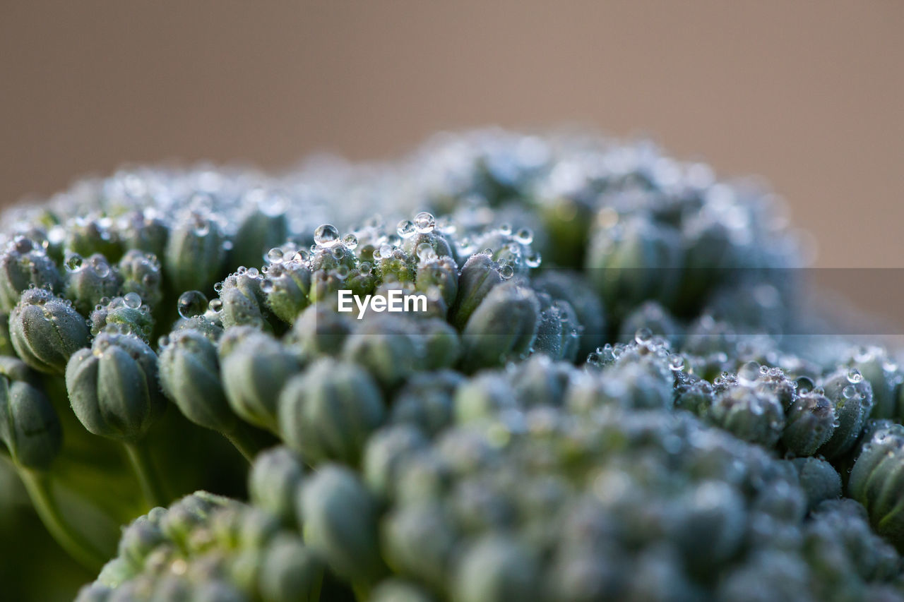 Close-up of fresh dew covered broccoli florets