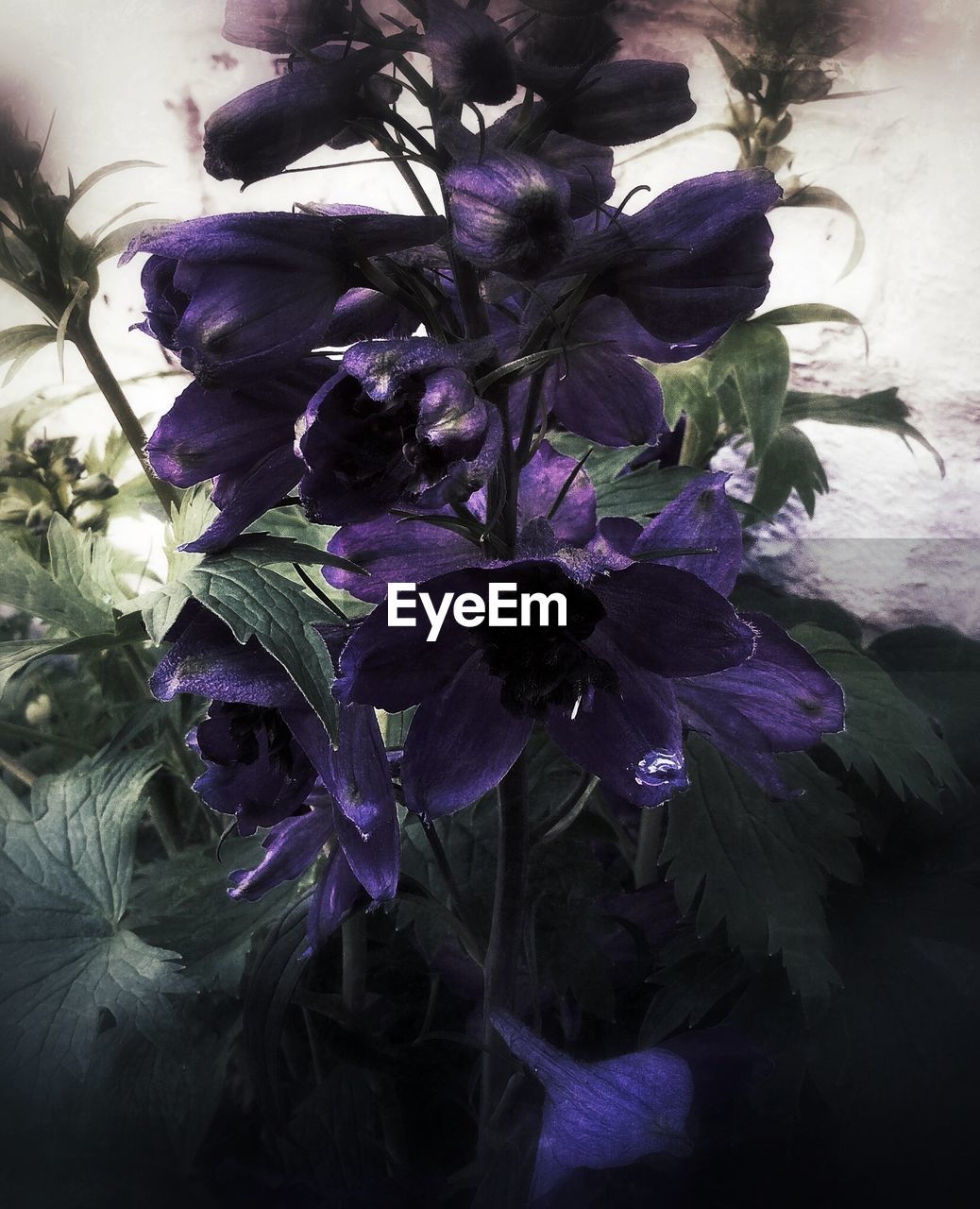 CLOSE-UP OF PURPLE FLOWERS BLOOMING