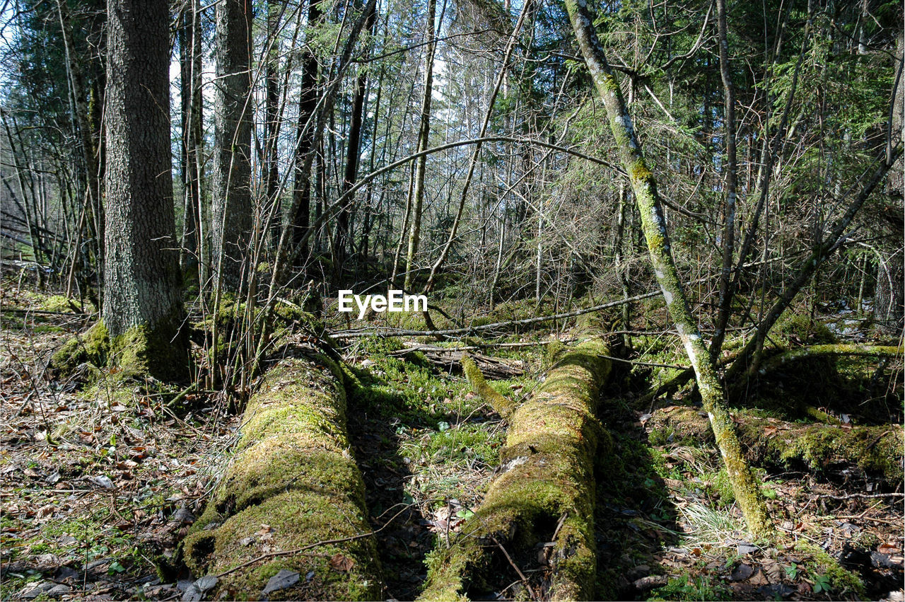 VIEW OF TREE IN FOREST