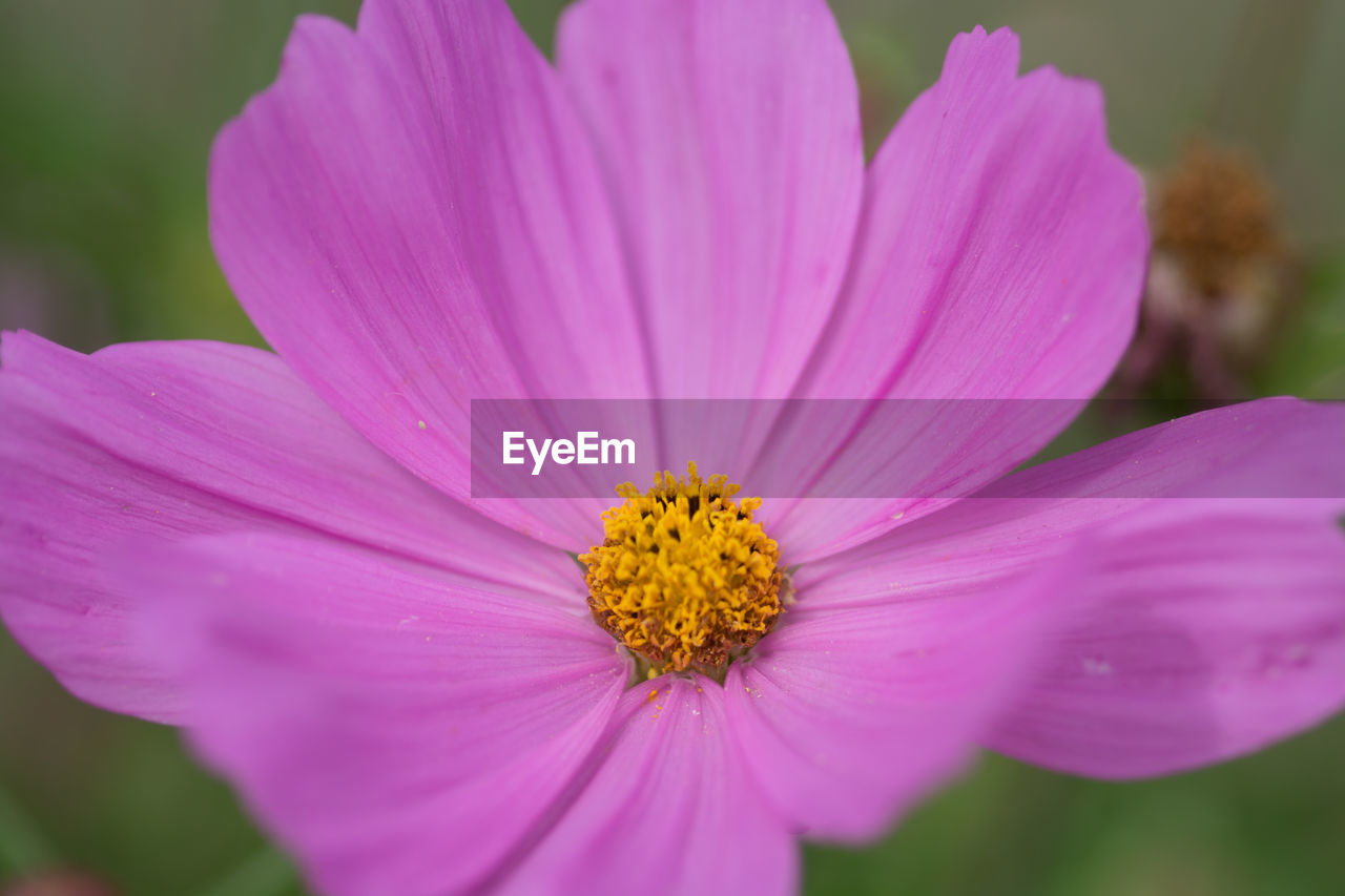 Close-up of pink flower growing on field