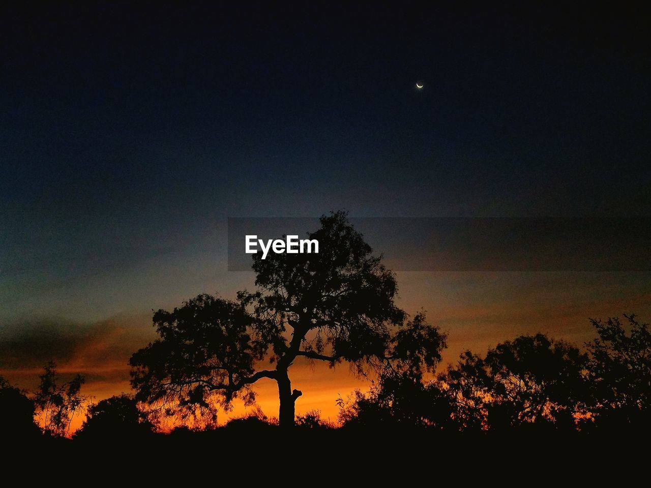 SILHOUETTE TREES AGAINST SKY AT NIGHT