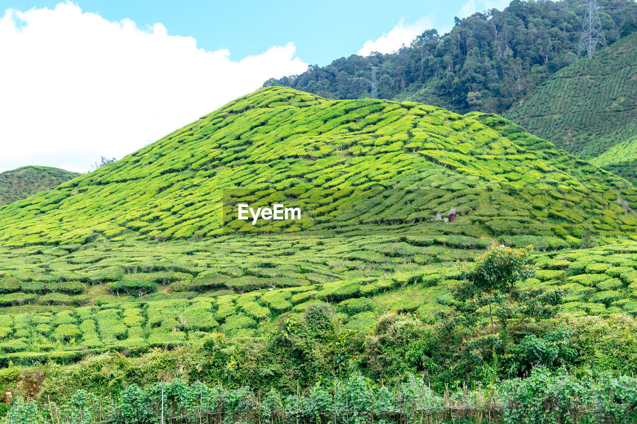 SCENIC VIEW OF AGRICULTURAL FIELD