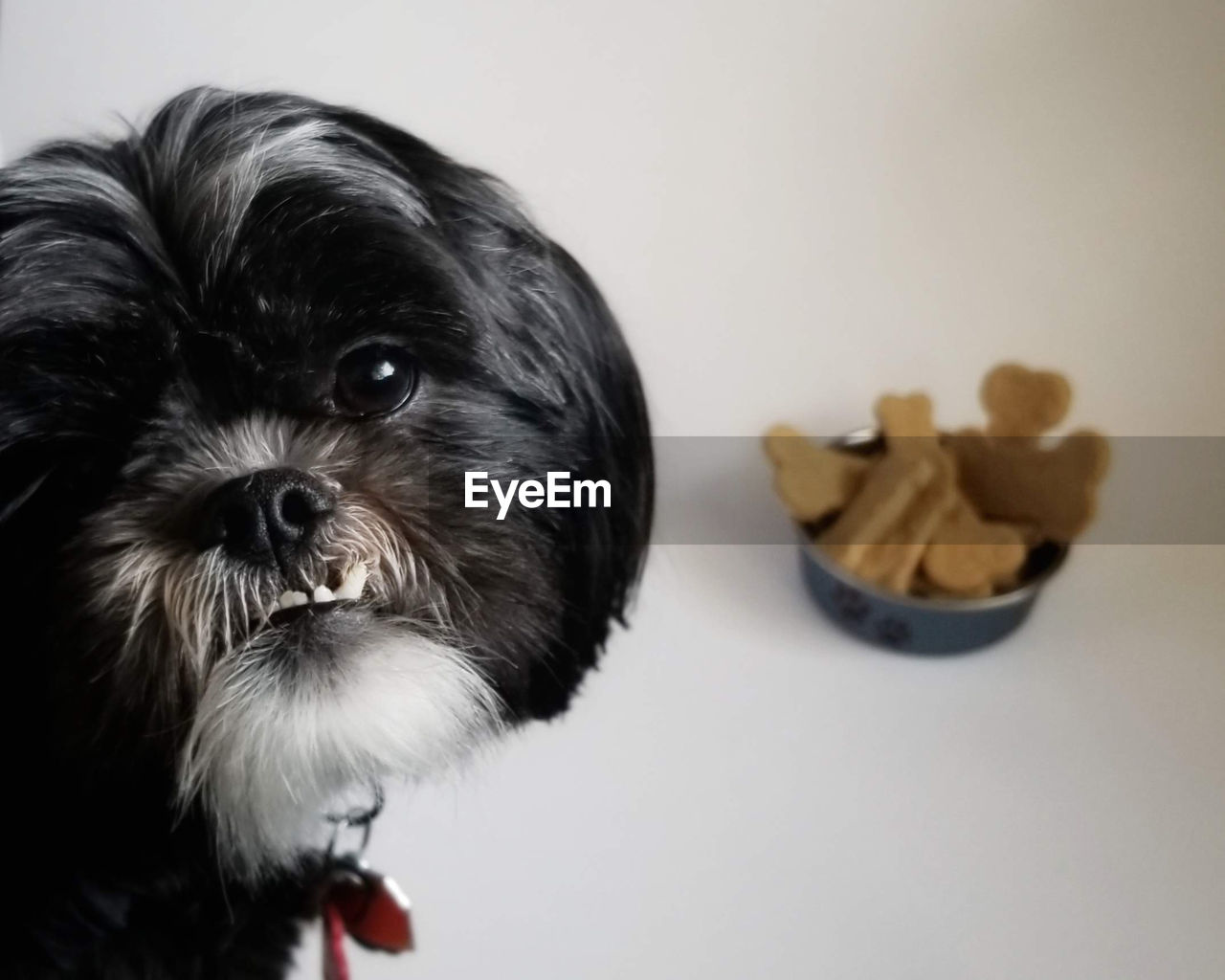 CLOSE-UP PORTRAIT OF DOG WITH MOUTH