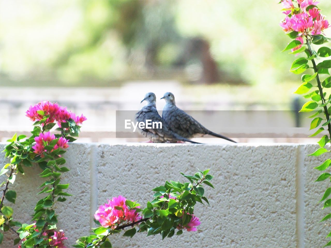 VIEW OF BIRD ON FLOWER POT
