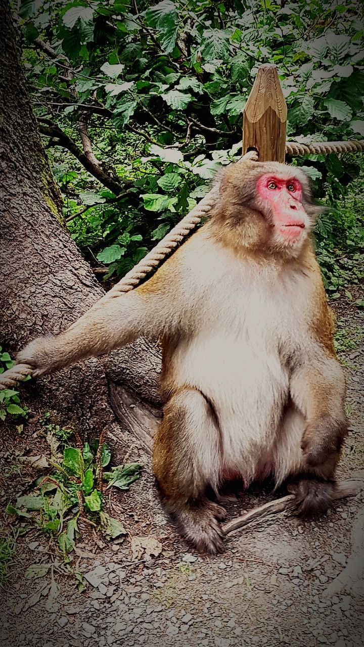 MONKEY SITTING ON STONE