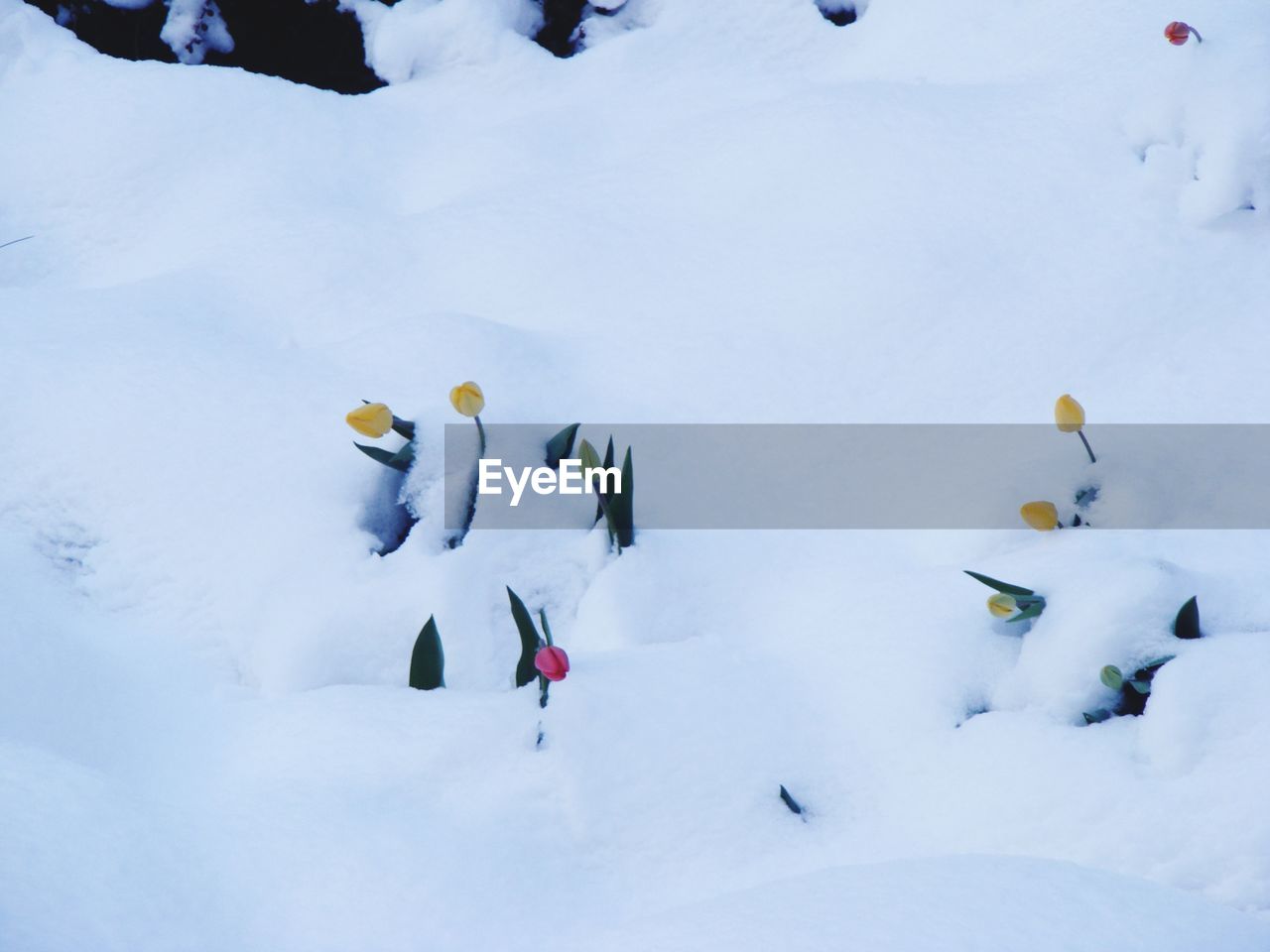 SWANS ON SNOW