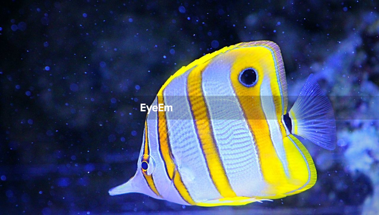 Close-up of copperband butterflyfish swimming in sea