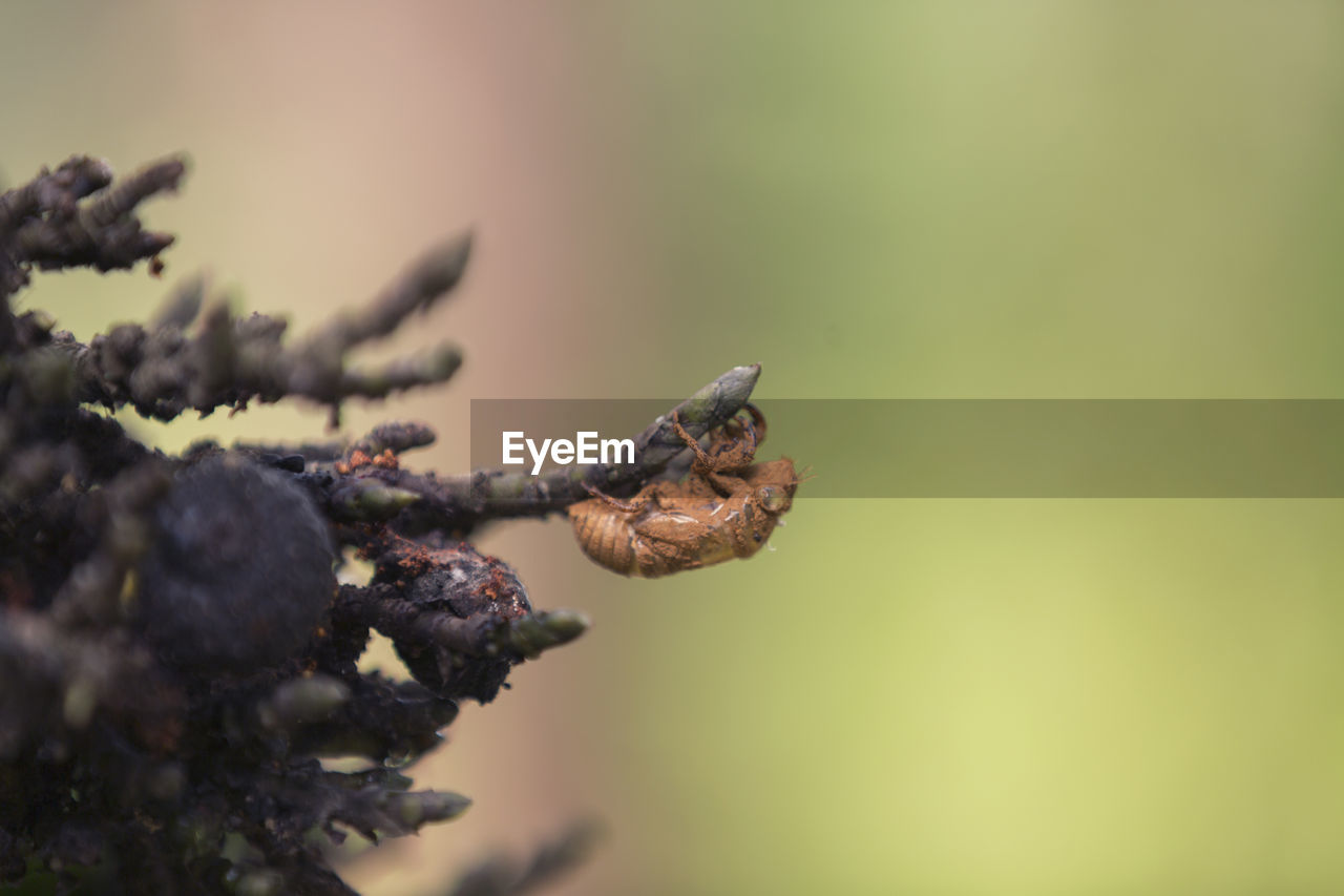 CLOSE-UP OF A PINE CONE