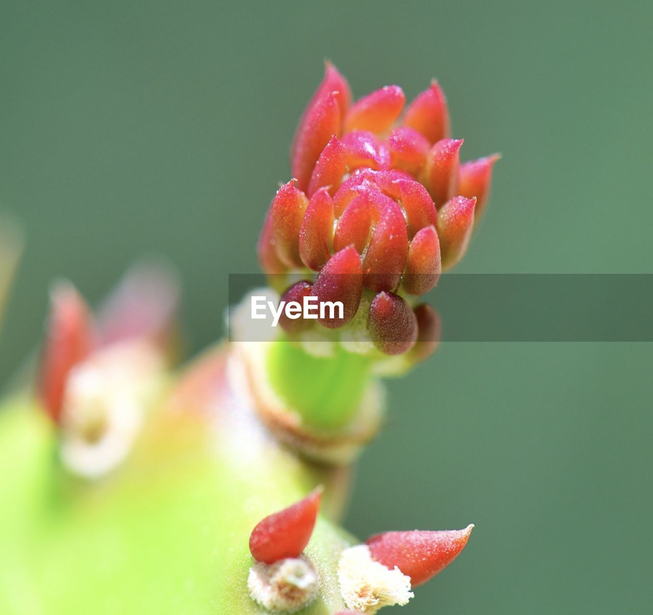 CLOSE-UP OF PINK ROSE FLOWER BUD