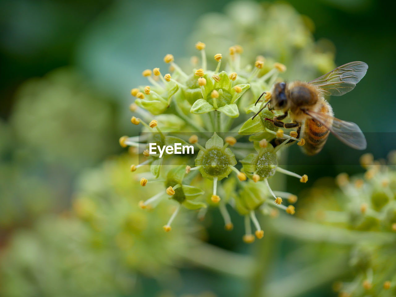 Close-up of bee pollinating on flower