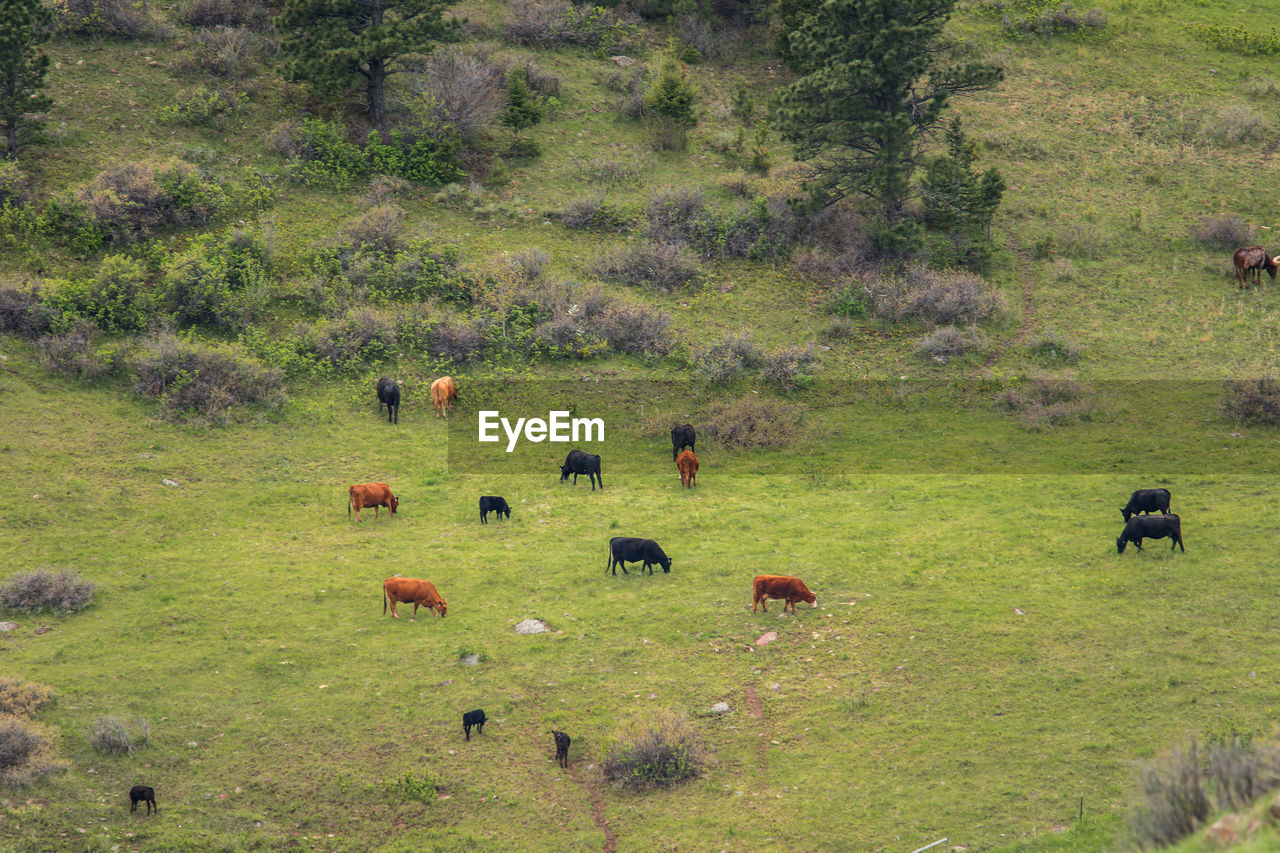 VIEW OF SHEEP GRAZING IN FIELD