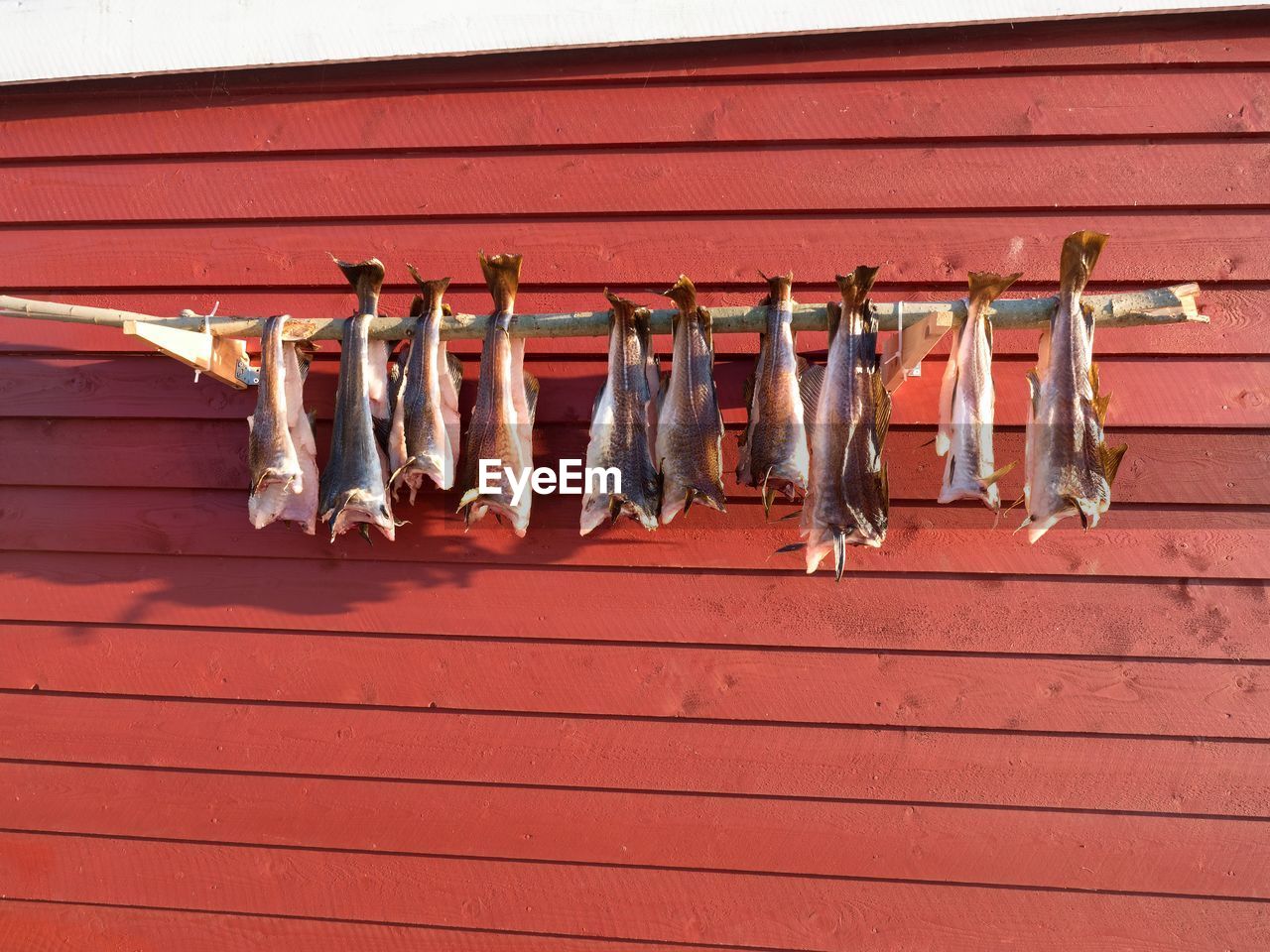 Drying of cod fishes. unsalted codfish dried by air wind on racks. red and white traditional house