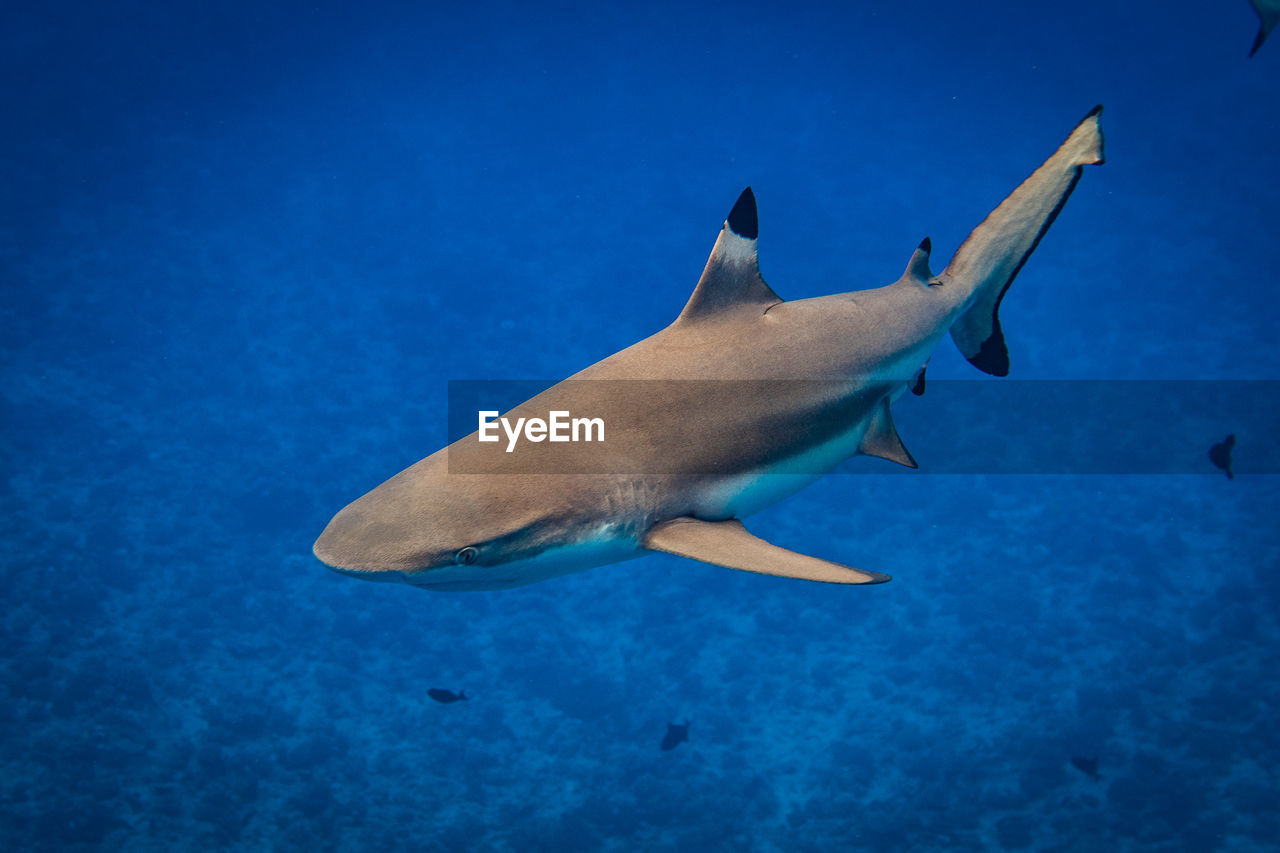 Close-up of shark swimming in sea