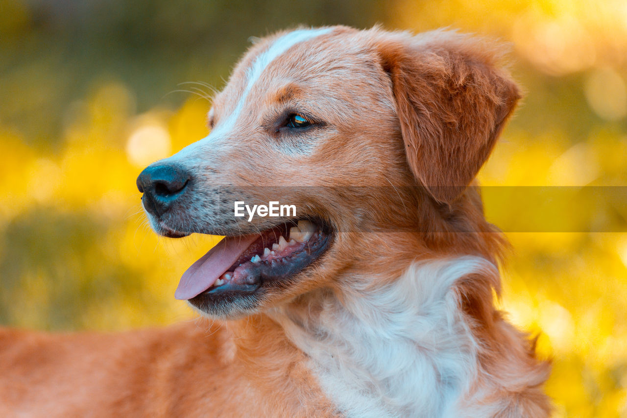 CLOSE-UP OF A DOG LOOKING AWAY OUTDOORS