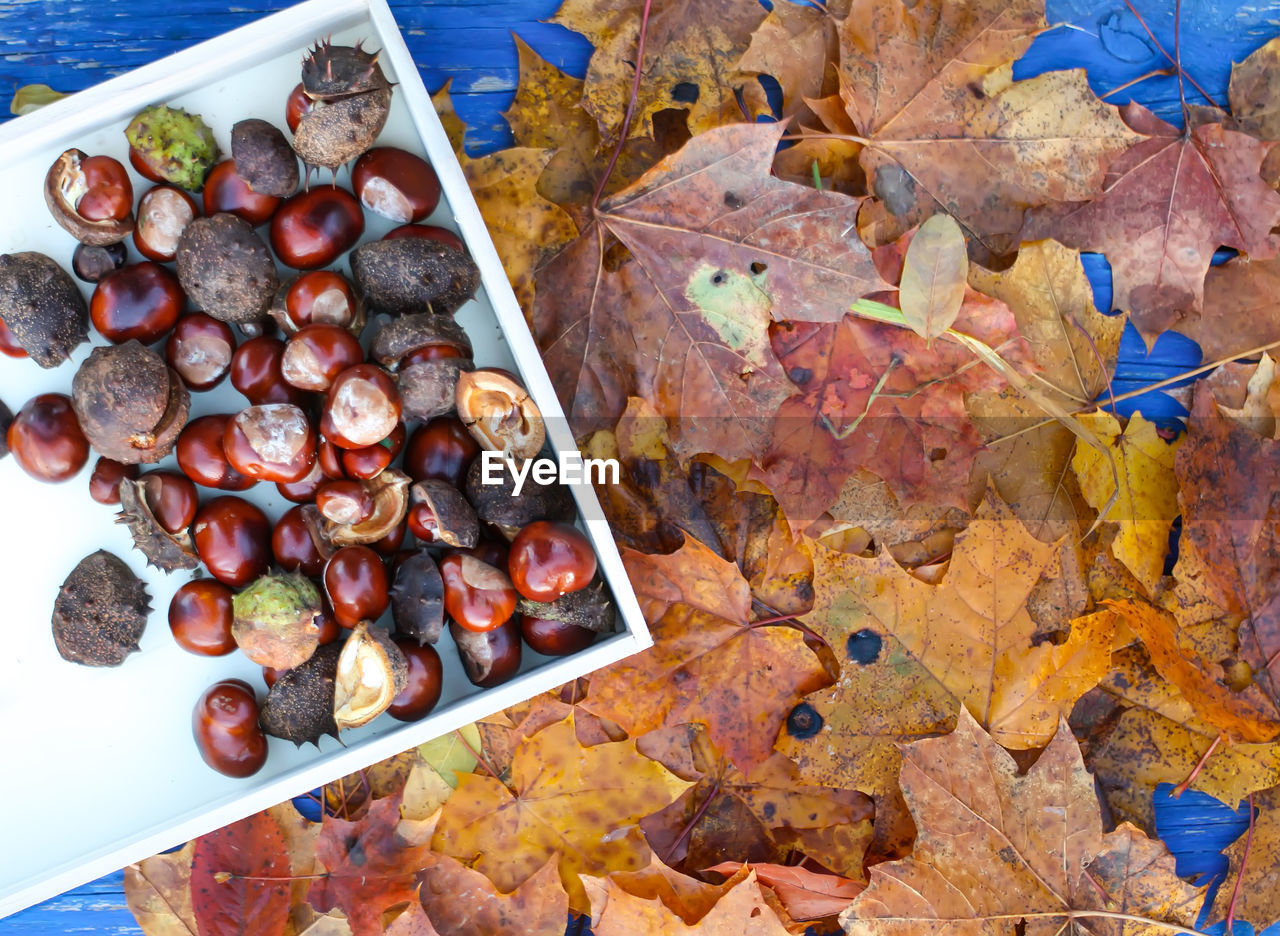 Close-up of chestnuts in tray by leaves on table during autumn