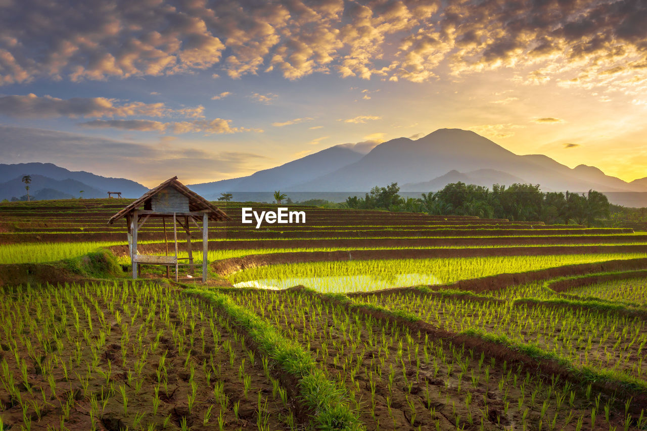 Morning view in the village with beautiful rice fields in indonesia