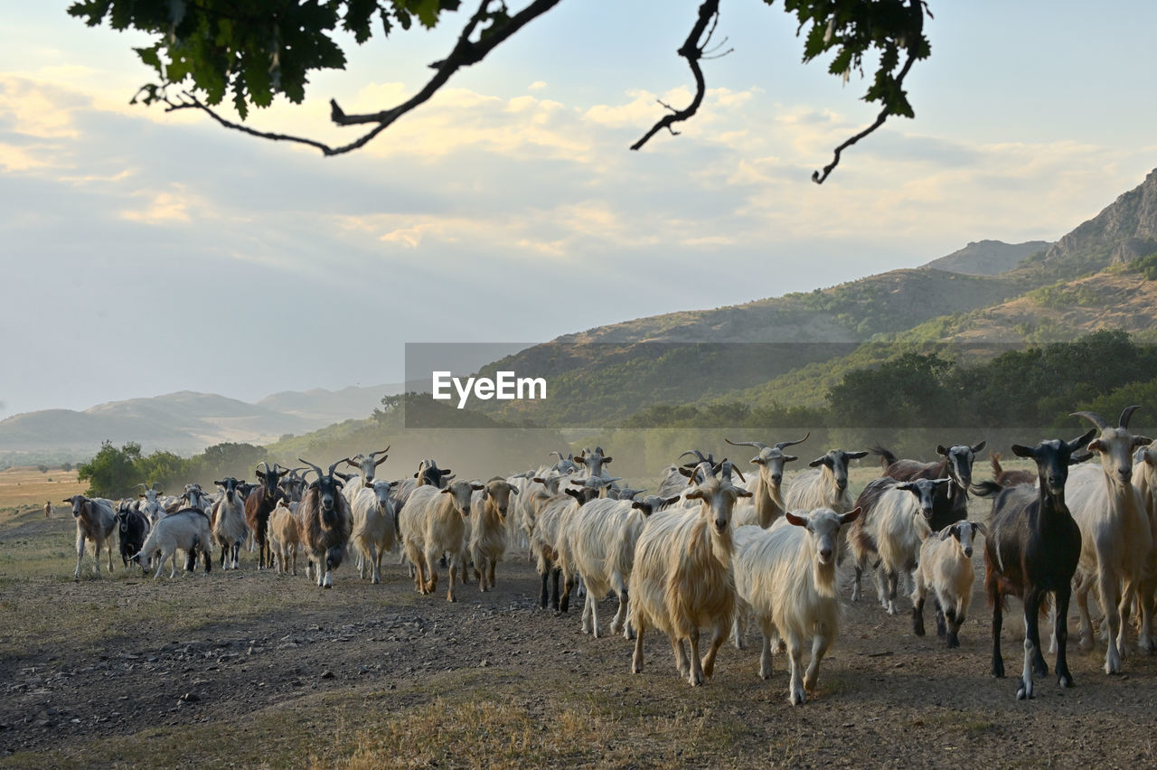 Goats on road in greci, romania. summer sunset