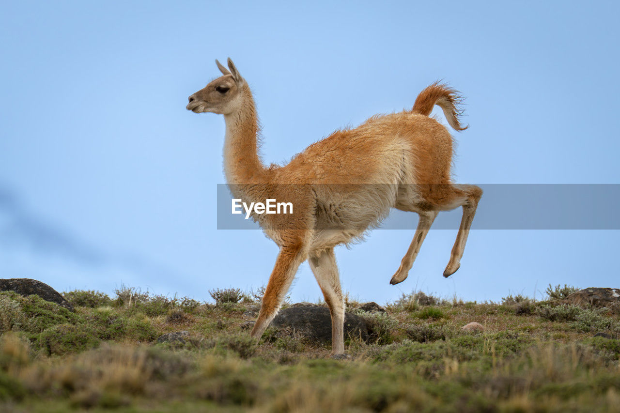 animal themes, animal, mammal, animal wildlife, wildlife, one animal, sky, no people, nature, full length, domestic animals, side view, standing, day, plant, grass, outdoors, livestock, landscape, blue, environment, clear sky, land, travel destinations