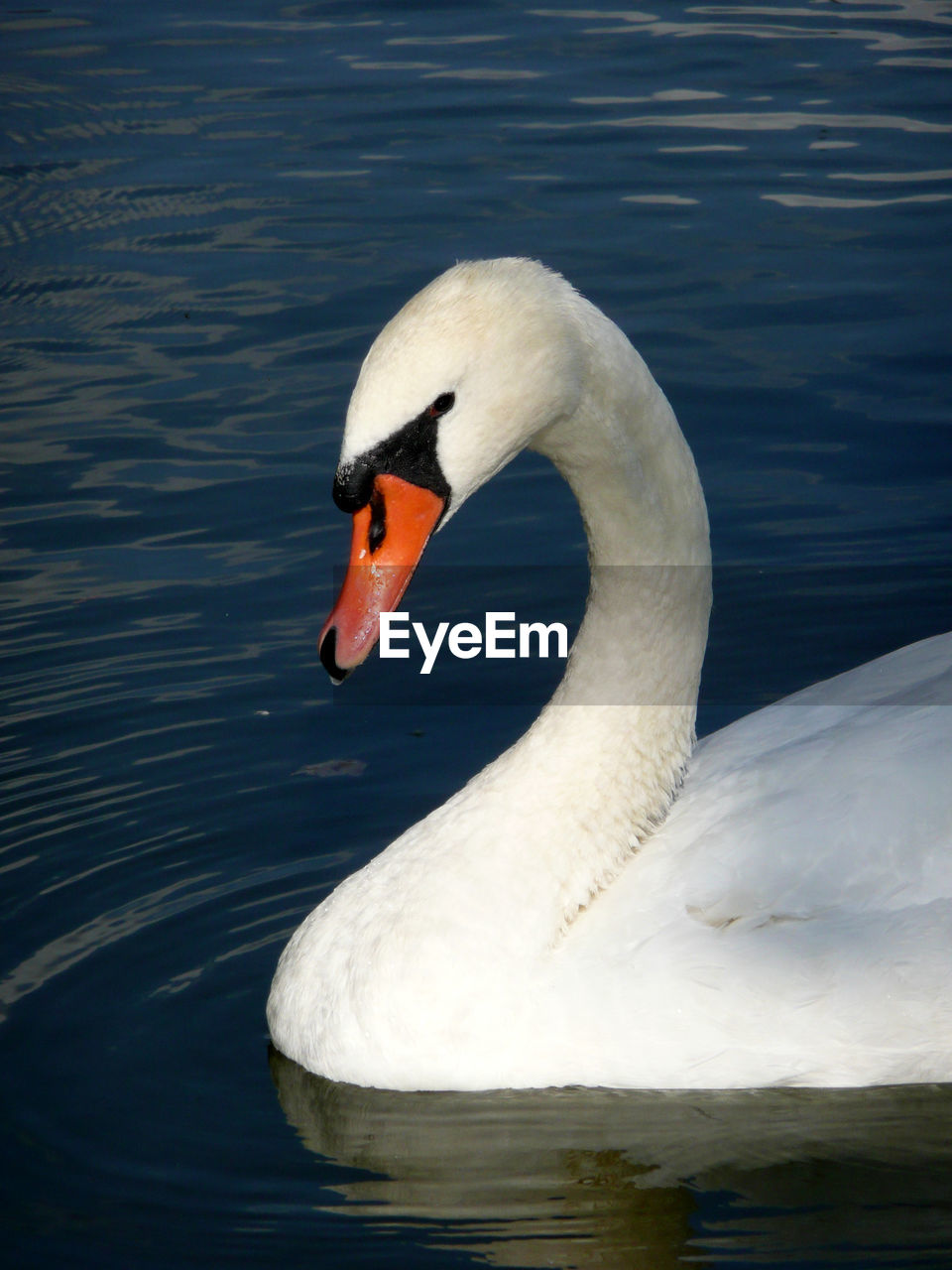 VIEW OF SWAN IN LAKE