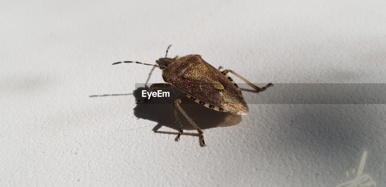 MACRO SHOT OF GRASSHOPPER